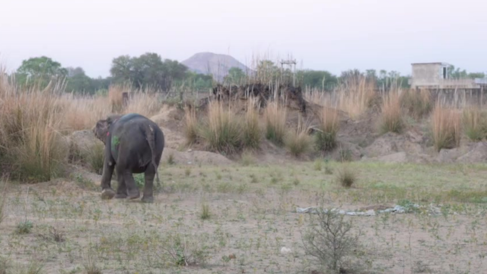 Wild elephant near agricultural landscape in Chhattisgarh, India — the front line of human-elephant conflict