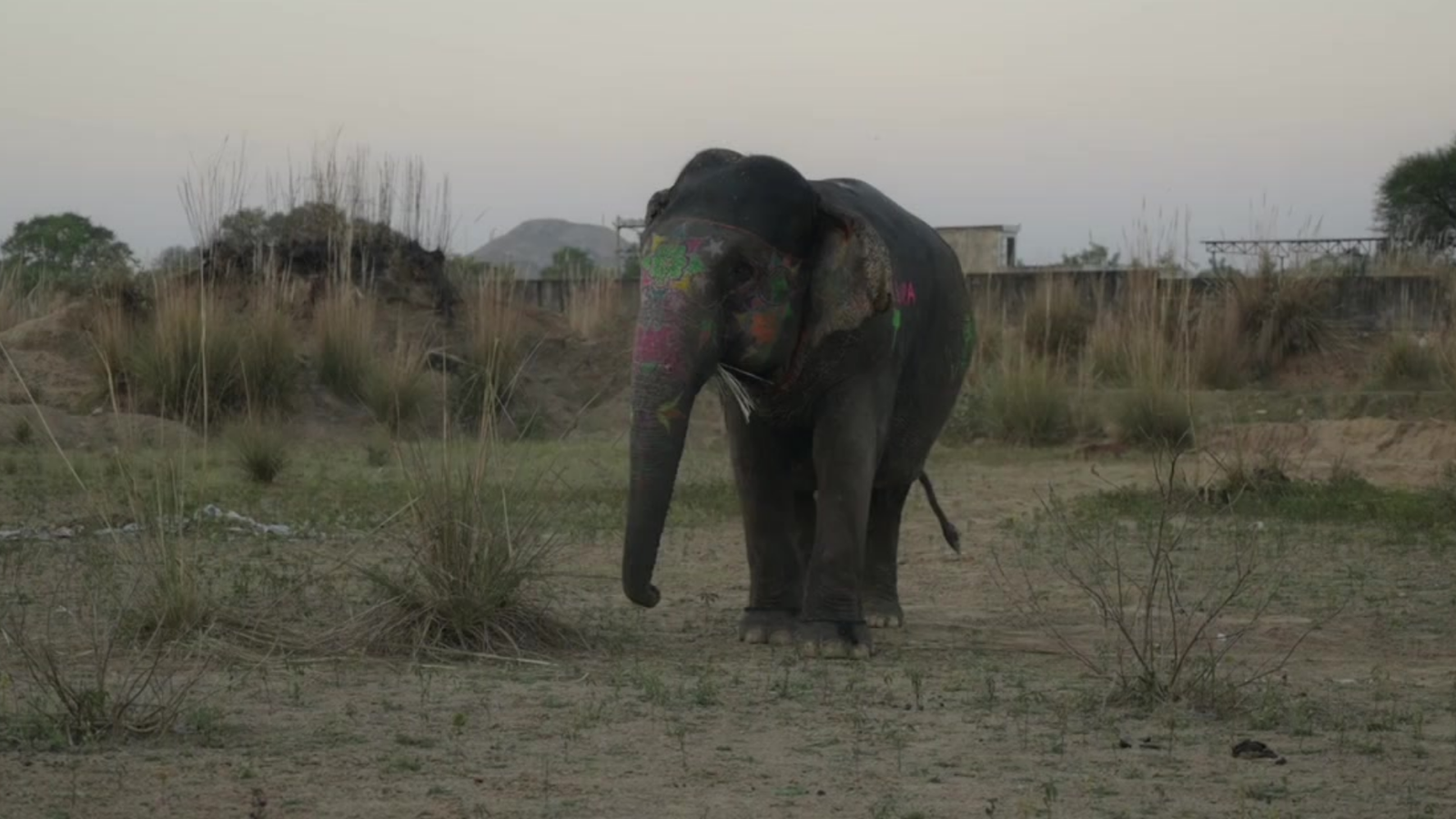 Elephant at close range in Jaipur