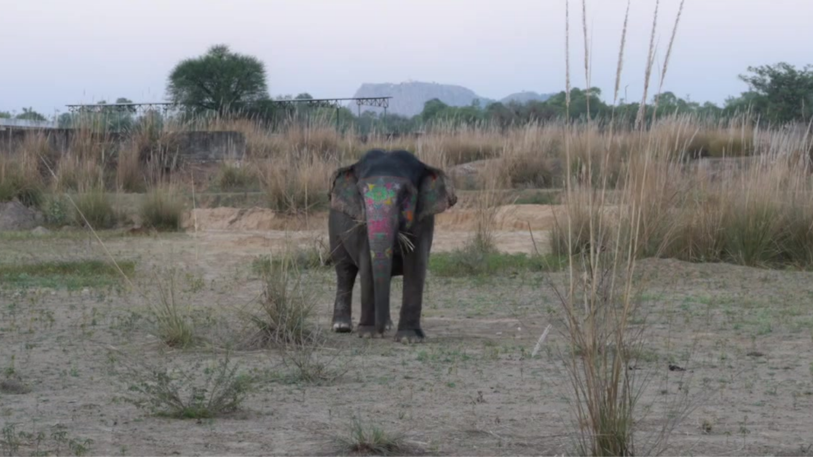 Elephant in grassland near Jaipur