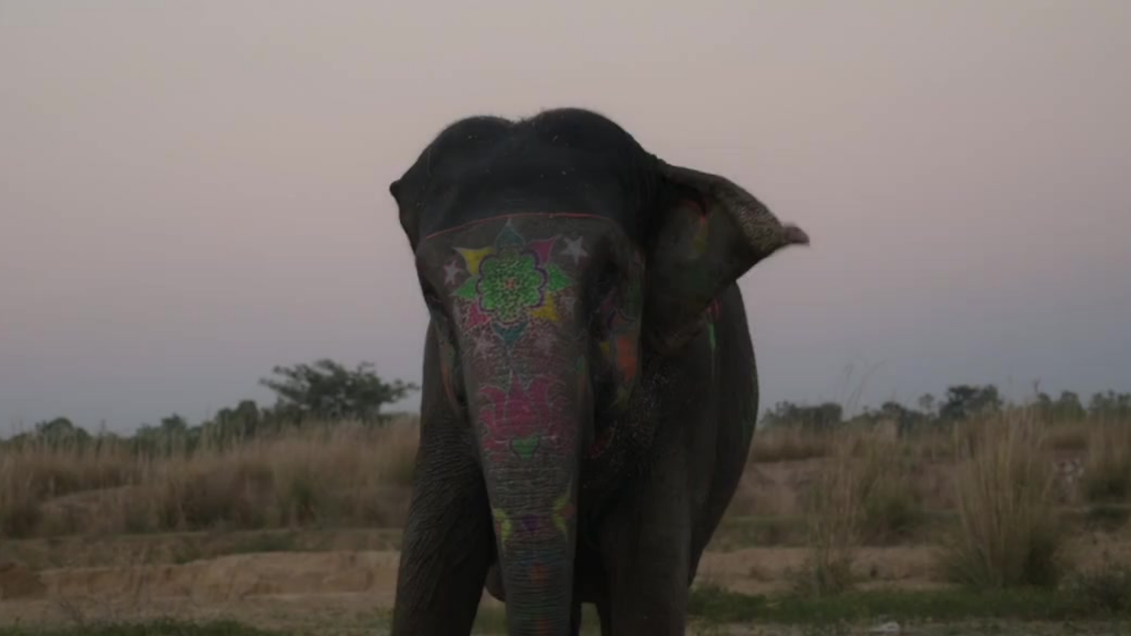 Painted elephant in Jaipur