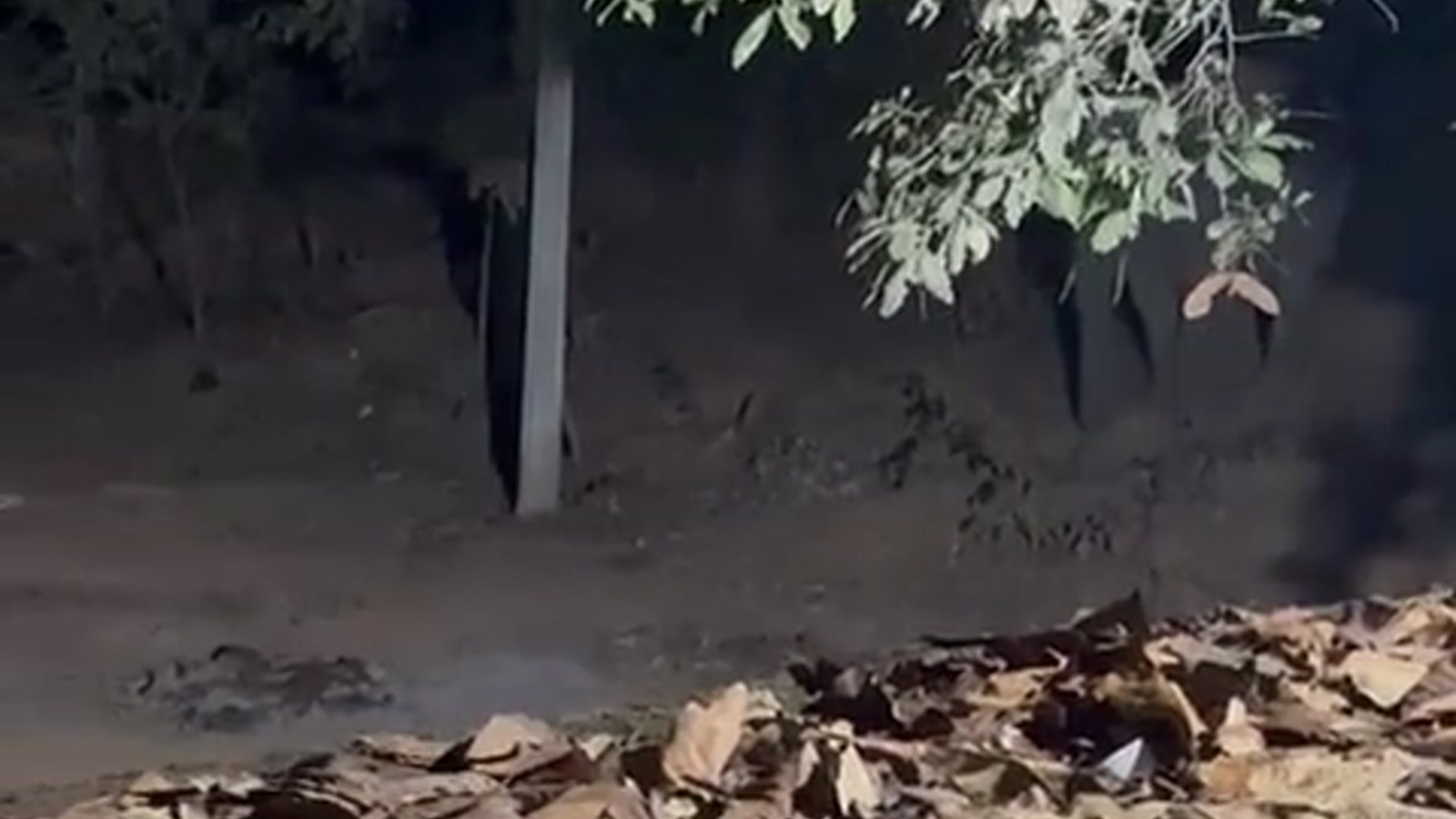 Night deployment scene in Chhattisgarh forest